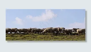 羊，羊群，堤，放牧，羊毛，田园诗