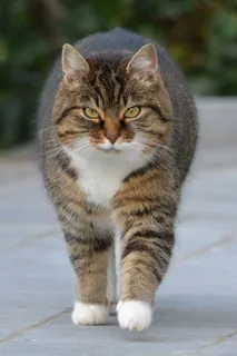 猫,动物,猫,宠物 猫,动物,猫,宠物