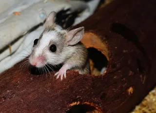 鼠标，乳房，纳格，啮齿动物，关闭，年轻，毛皮