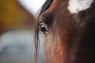 马，棕色，种马，纯种阿拉伯