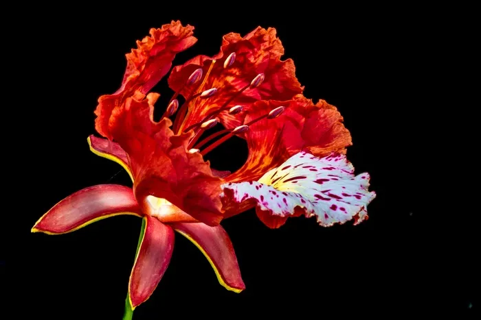 开花，开花，红色