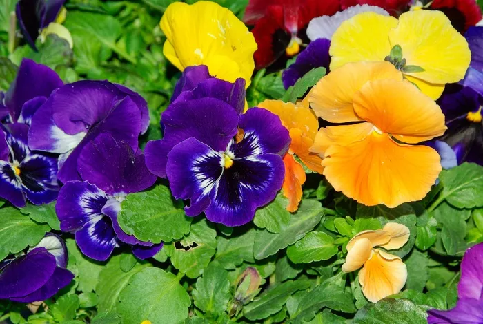 思想，鲜花，花坛