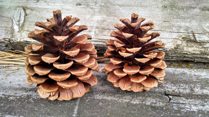 针叶树锥，松果，锥，松树，针叶树，棕色