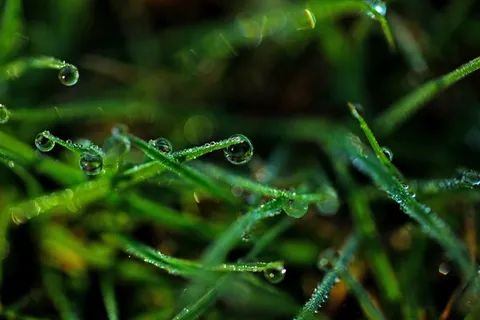 草，植物，特写，宏，水机，雨，露水，水滴