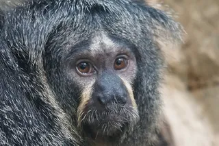 Weisskopfsaki，女性，猴子，雨林