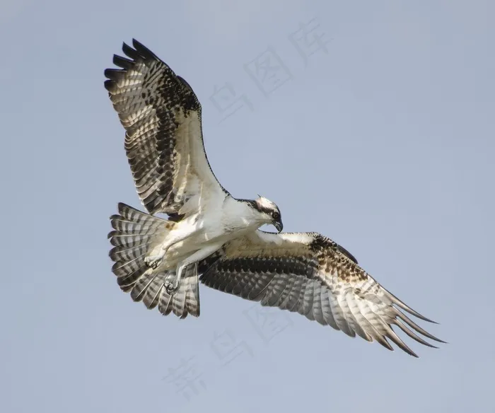 鸟，鱼鹰，飞行，野生动物，自然，猛禽，天空