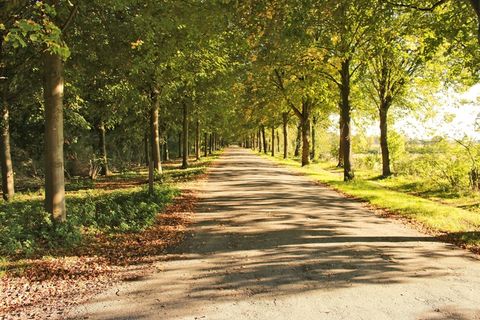 大道，森林，道路，田园，离，森林路径，树木