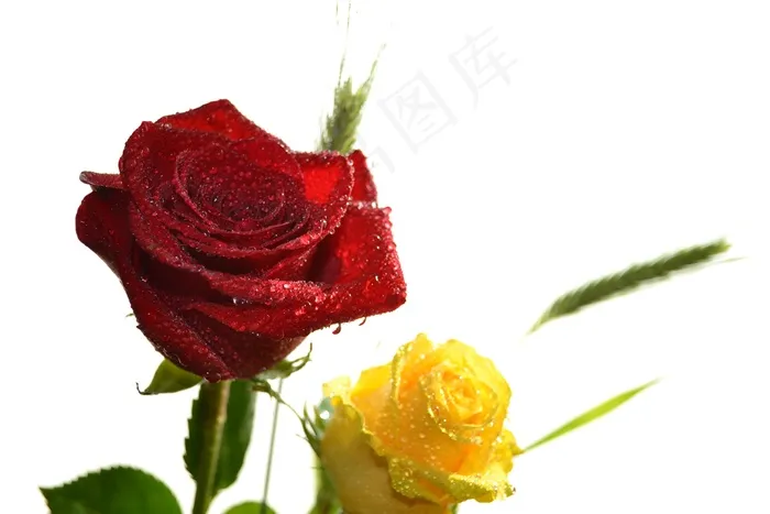 玫瑰，红色，黄色，花园，植物，喷雾，花卉