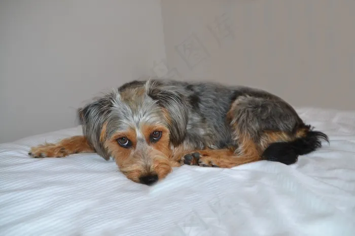 狗，海滩上的狗，杂种，维也纳约克郡，动物