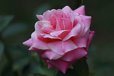 玫瑰,花的,植物,自然,开花,花瓣 玫瑰,花的,植物,自然,开花,花瓣