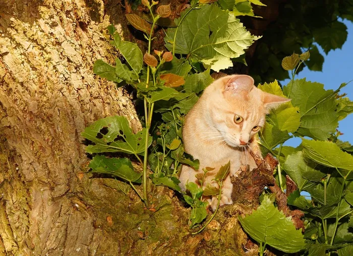 猫，女性，头，爬，树，捉鸟，厚脸皮