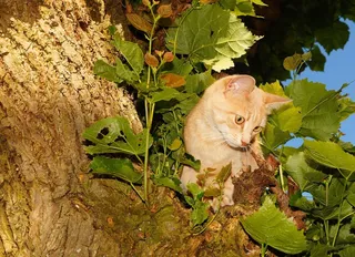 猫，女性，头，爬，树，捉鸟，厚脸皮