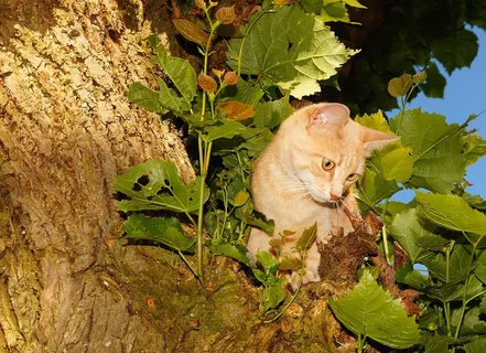 猫,女性,头,爬,树,捉鸟,厚脸皮 猫,女性,头,爬,树,捉鸟,厚脸皮