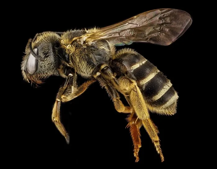 蜜蜂，Halictus，宏，授粉，Bug，昆虫，翅膀