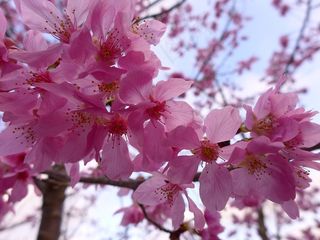 樱花，伟大，二月