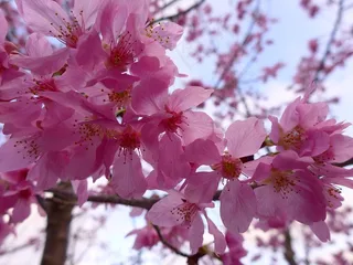 樱花，伟大，二月