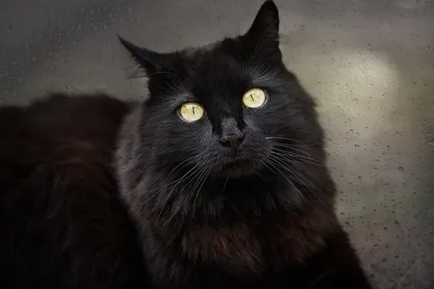 猫,黑猫,黑色,宠物,动物,窗口,玻璃,玻璃 猫,黑猫,黑色,宠物,动物,窗口,玻璃,玻璃