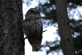 猫头鹰，鸟飞，树，夜间活动，栖息，捕食者，禽