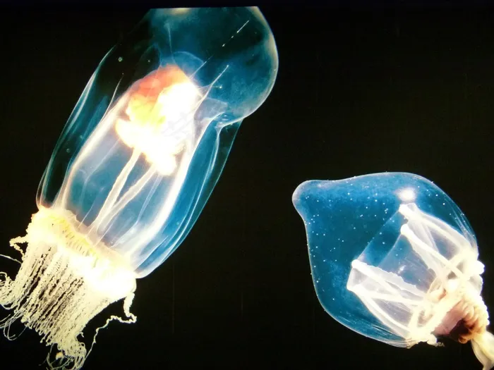 水母，发光，水下，海洋生物，水