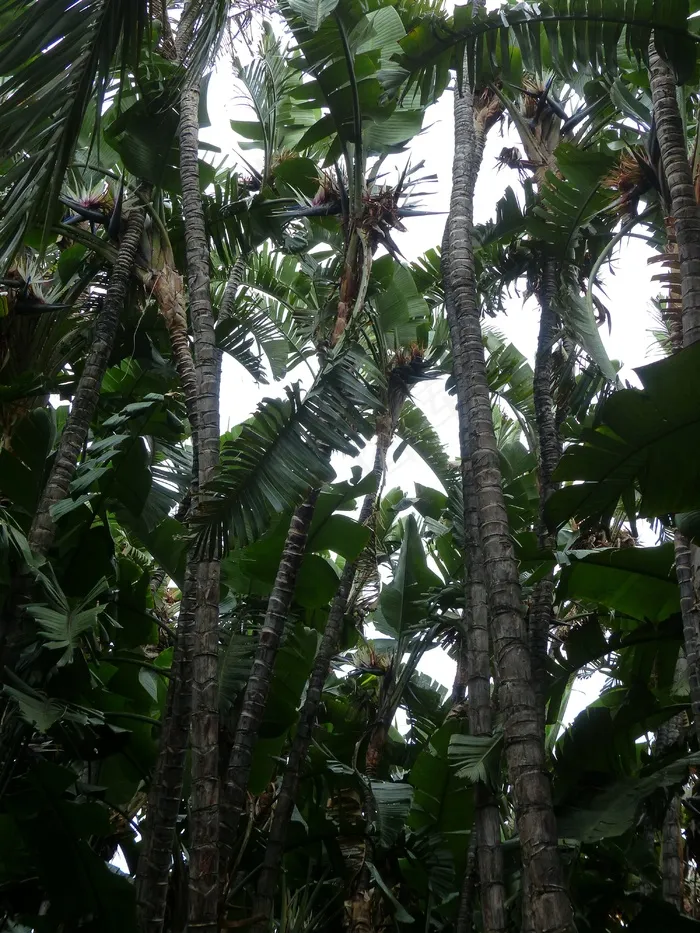 白Caudata，Caudata森林，森林，棕榈树森林