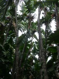 白Caudata，Caudata森林，森林，棕榈树森林