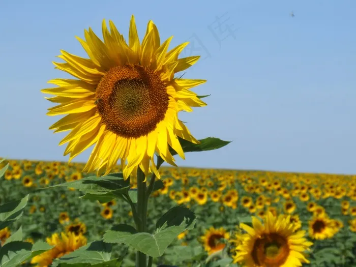 向日葵，法国，场，黄色，夏天，普罗旺斯