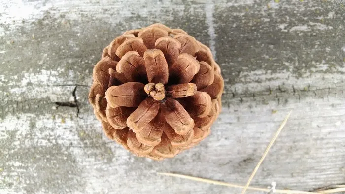 针叶树锥，松果，锥，松树，针叶树，棕色
