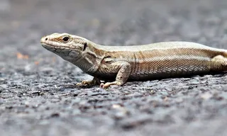 蜥蜴，动物，沙蜥蜴，动物园，花园，自然