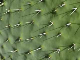 仙人掌，荆棘，肉质植物，自然，绿色