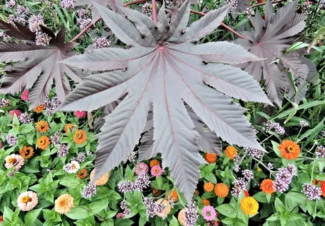 红蓖麻子叶,有毒,年度,夏末 红蓖麻子叶,有毒,年度,夏末
