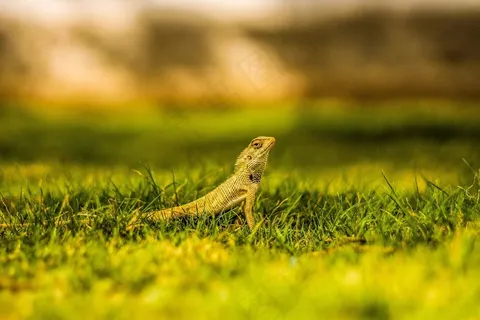 蜥蜴,草,自然,爬行动物,野生动物,狂野,动物 蜥蜴,草,自然,爬行动物,野生动物,狂野,动物