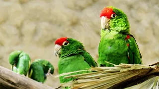 鸟，动物园，眼，笔，动物世界，动物，自然