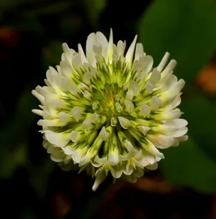 花,三叶草,白色,绿色,花瓣,春天,植物 花,三叶草,白色,绿色,花瓣,春天,植物