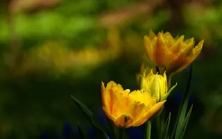 鲜花，郁金香，黄色花，春天，植物，性质