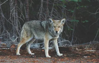 狼，动物，野生动物，哺乳动物，捕食者，生物