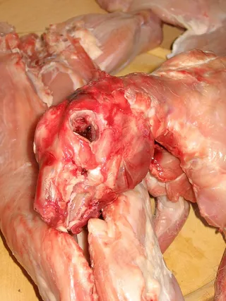 野兔，兔子，纳格，复活节，吃，复活节兔子，战斗