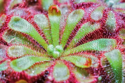 植物,鹅掌Spa,花,肉食性 植物,鹅掌Spa,花,肉食性