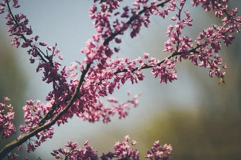 科,嫩枝,性质,花朵,盛开,粉红色,紫色 科,嫩枝,性质,花朵,盛开,粉红色,紫色