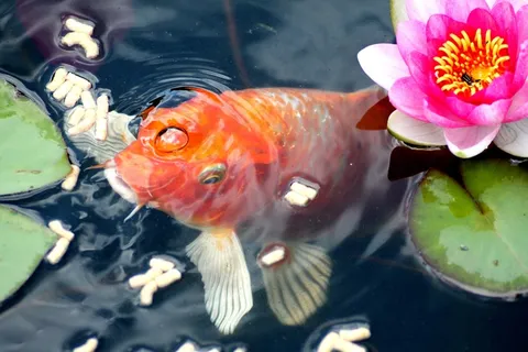 金鱼,喂养,鱼,睡莲,花园池塘 金鱼,喂养,鱼,睡莲,花园池塘