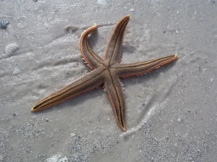 海星,海滩,沙,海,海洋,夏天,自然 海星,海滩,沙,海,海洋,夏天,自然