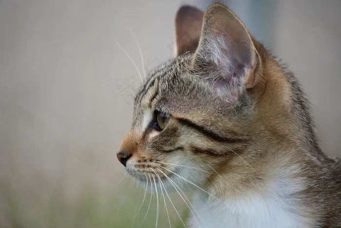 猫，小猫，猫宝宝，年轻的猫，猫的眼睛
