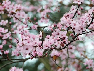 开花，玫瑰，花园，春天，苹果树，户外