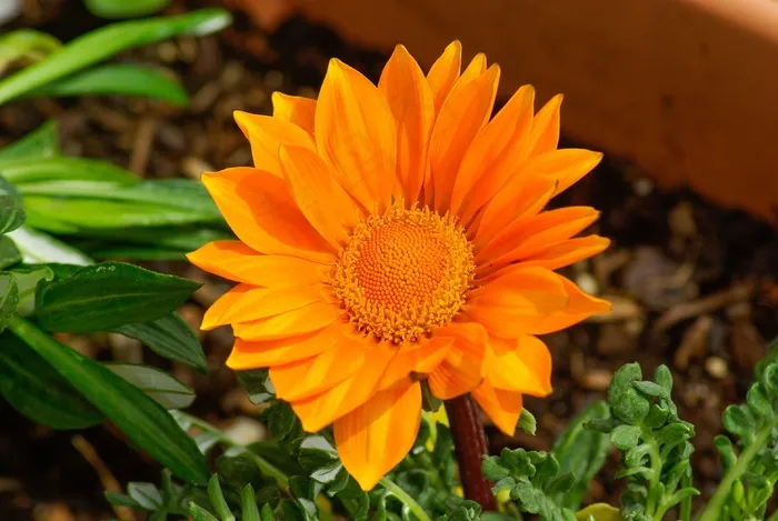 花，杂色菊，花瓣，橙色