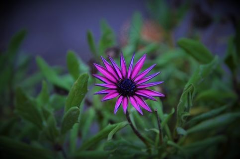 自然，夏天，春天的花朵，植物，自然，花