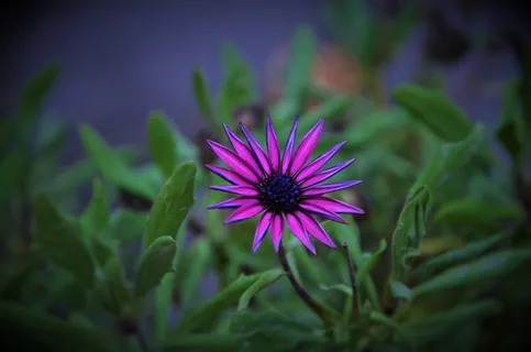自然，夏天，春天的花朵，植物，自然，花