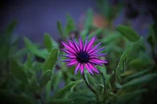 自然，夏天，春天的花朵，植物，自然，花