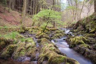 巴赫，水，国家公园，埃菲尔，自然，森林，苔藓