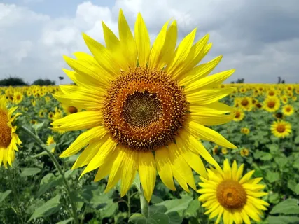 向日葵,太阳花,葵花,花卉,菊花,向日葵在草地上的特写镜头