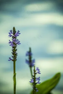 水,花,紫色,蓝色,水色,水生,自然 水,花,紫色,蓝色,水色,水生,自然