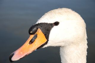 天鹅，动物，水，水域，水禽，动物世界